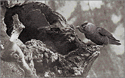 image 29k ~ Jackdaw