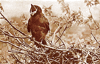 image 22k ~ Baby Rook